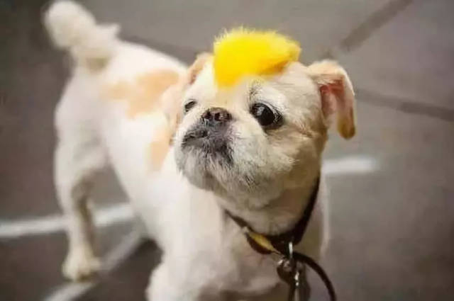 小脏辫雷鬼造起来!