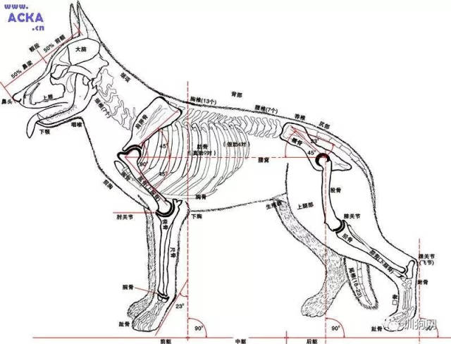 狗的结构层次图片