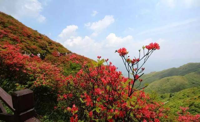 杜鵑花的花語是