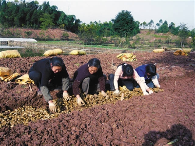 农民种植生姜一年赚30万原来是有这个小秘诀