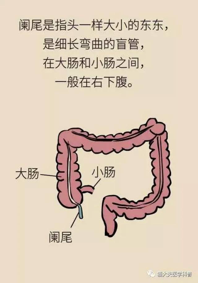 【一图一话】阑尾人人都有,为什么有些人会发炎?