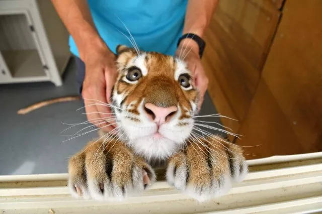 东北虎小时候的样子,真是奶萌可爱得太过分了!