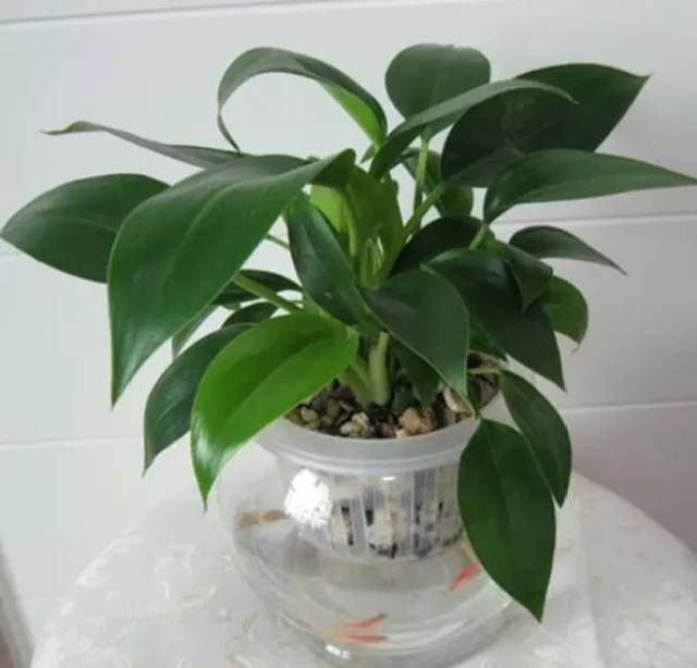 绿植界的辟邪王寓意多子多福教你如何在家养殖金钻