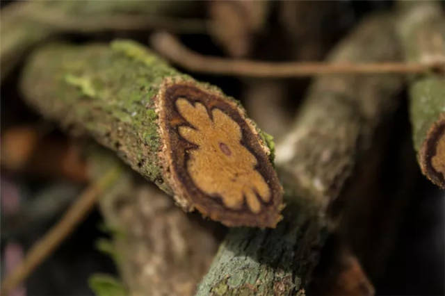 揭秘秘鲁亚马逊死藤水ayahuasca