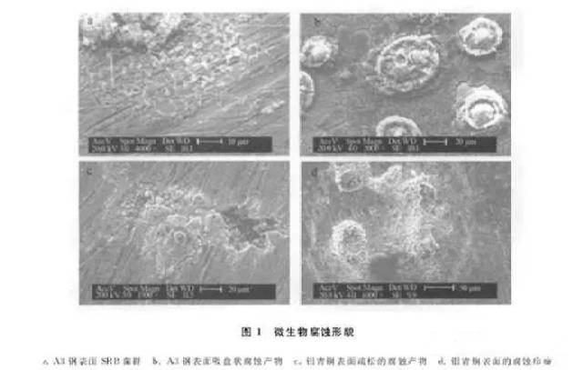 后的样品,为了观察尽量真实的菌群形貌,将其中一个样品用戊二醛固定