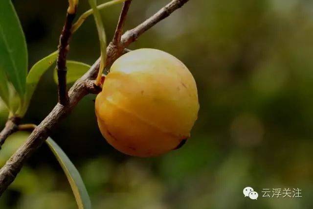 德庆大山里的黄牙果熟了,妹仔食左无人捰(娶)?