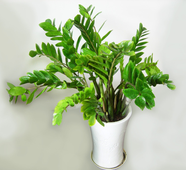 这21种常见盆栽应该放在家里哪个房间?都是有讲究的!