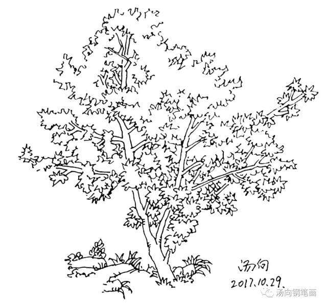 枫树怎么画铅笔画图片