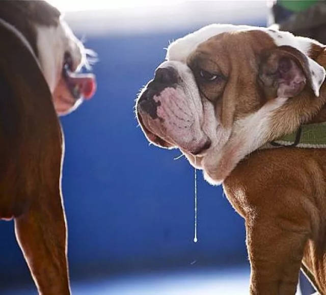 【声音魔法石】流口水的小狗:小狗为什么喜欢伸舌头?