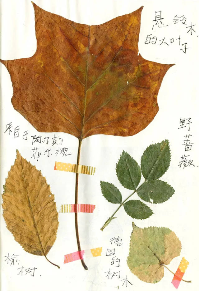 今天的手帐任务是 在白雪公主森林里 采集树叶 制作一页自然笔记