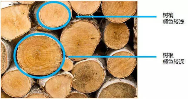 吸收养分的主要部位,色素沉积较多,因而颜色较深,而高高在上的树梢