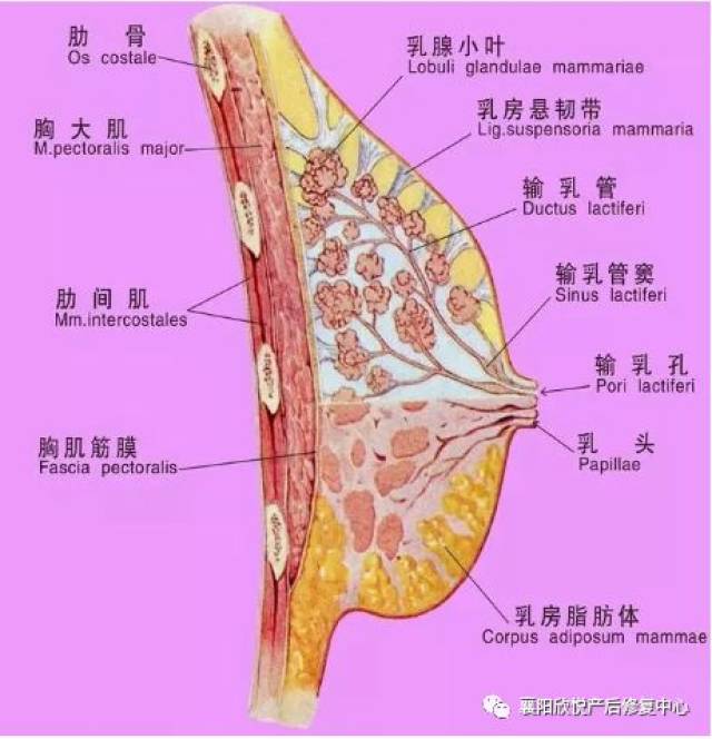 你知道乳房怎样分泌乳汁吗?