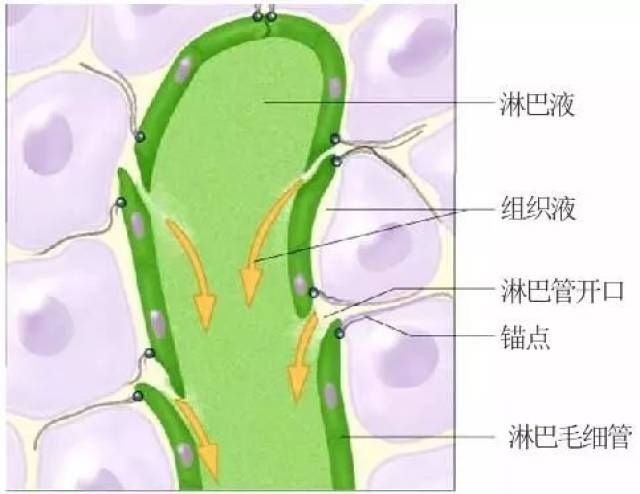 淋巴回流示意图图片