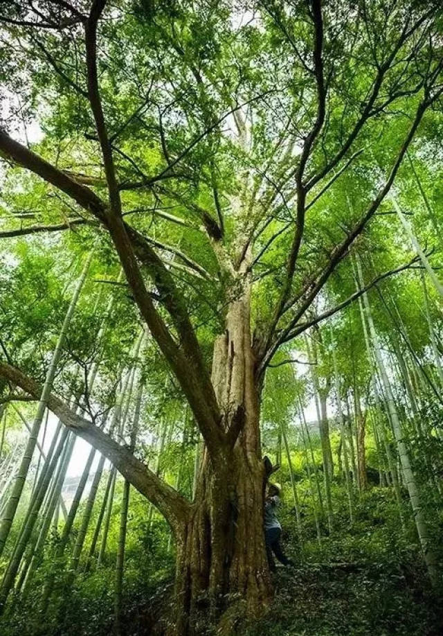 永泰有这么多百年古树,你认识吗?