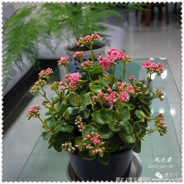 近几年的部分长寿: 大宝(胭脂)