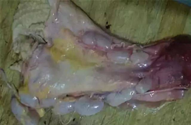 鸡,鸭,鱼……这些部位最好别吃,里面毒素和寄生虫多!