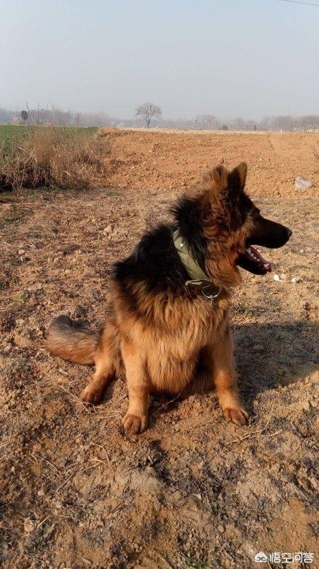 成年平背德牧犬图片图片