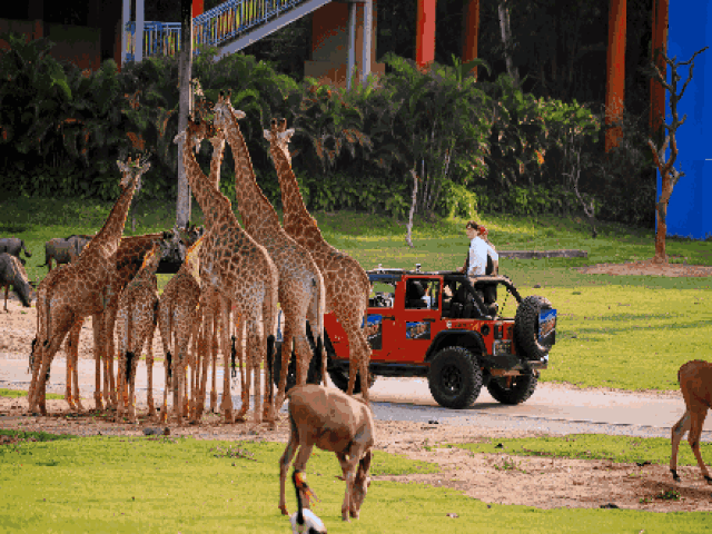 小可爱 小猫头鹰, 倭河马, 长颈鹿 黑叶猴双胞胎和 斑狐猴双胞胎 近