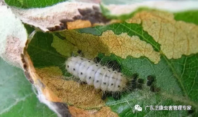 梨树天敌梨星毛虫集中处理消灭越冬幼虫