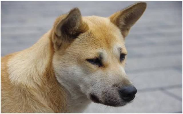 花三百元买了一条有"天眼"的土狗,看看这钱花得值不值?