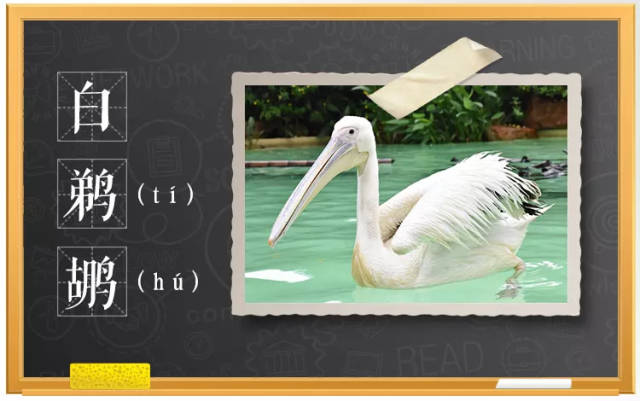 不是 (guān)也不是 (huān) (图片来源于网络) 东方白鹳曾被认为是