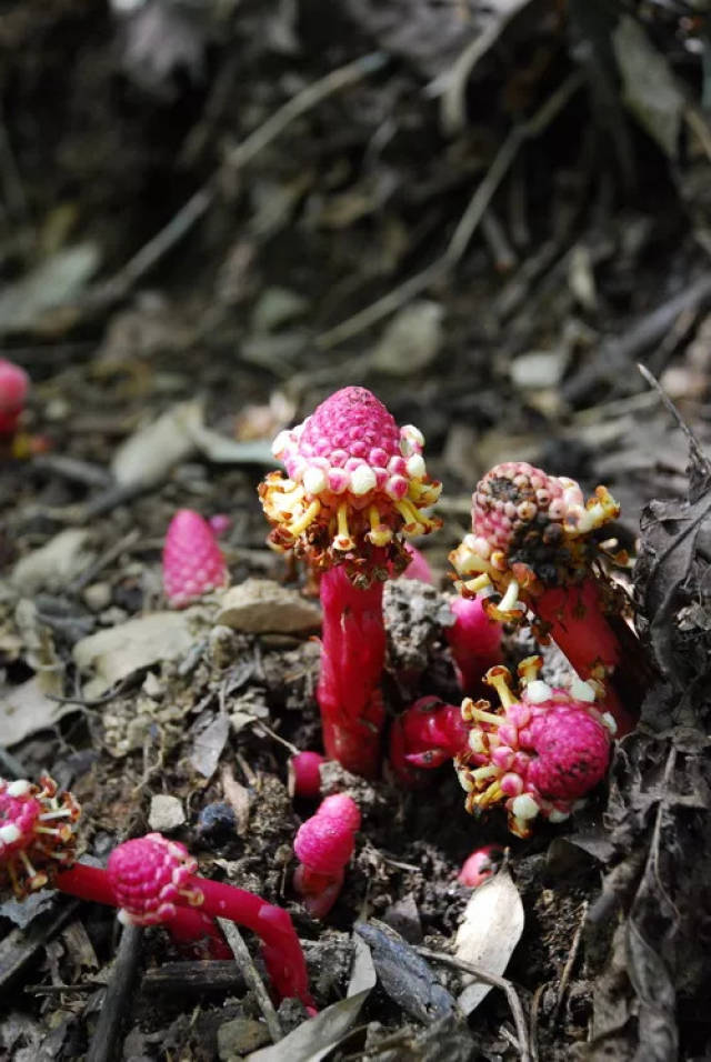 七叶一枝花",有败毒抗癌,消肿止痛,清热定惊,镇咳平喘功效