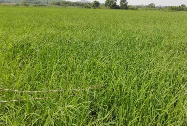 水稻田千金子多,抗性大,选择哪些除草剂效果好并且不反弹呢?