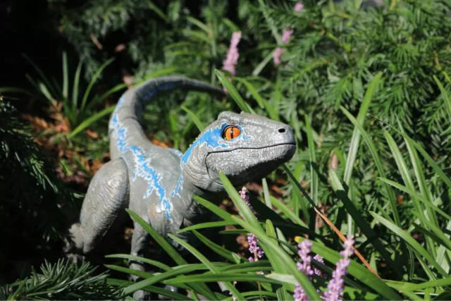 侏罗纪公园机器迅猛龙"blue"养成记