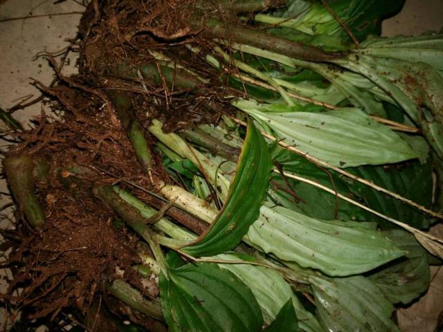 野生植物"见血青"数量稀少,利用价值极高,见血青的作用和功效