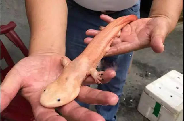 竹溪深山惊现"黄金娃娃鱼"!将在全国为它"招亲"