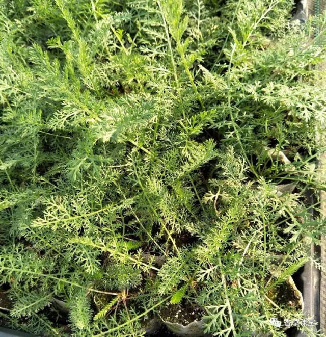 古人用来占卜的香草:西洋蓍草