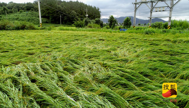 韩国全罗南道康津郡城,台风"苏力"过境造成水稻大片倒伏
