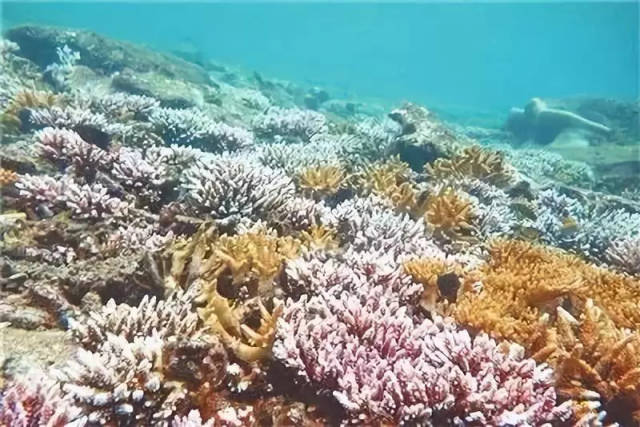 珊瑚原来是珊瑚虫的分泌物，并非海洋生物_手机搜狐网