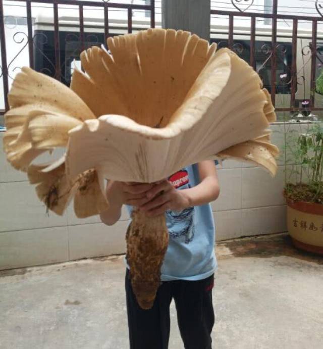 云南现巨型"鸡枞王"菌盖绽放根粗壮重两斤半