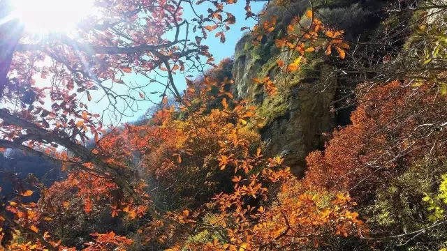 看完这漫山红桦,才算见识过河北秋天最美的样子......_手机搜狐网