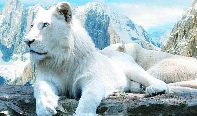 变成普通野兽了~同时这种白狮子,传说中是在远古的大地上,生活在雪山