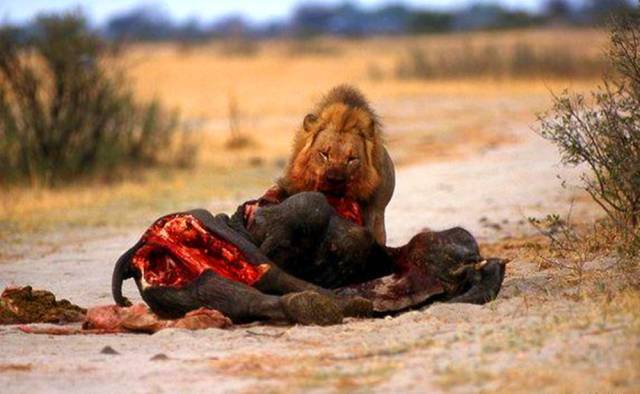 落单小象遭雄狮猎食,没跑几步就被咬死,再看时已经成这般模样