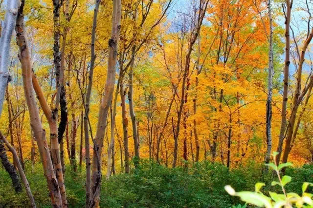 看完这漫山红桦,才算见识过河北秋天最美的样子.