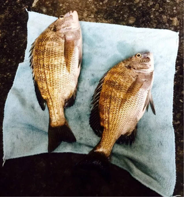 野生加吉鱼 ps:垂钓免费,收获收费