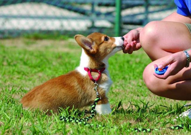 训犬师证