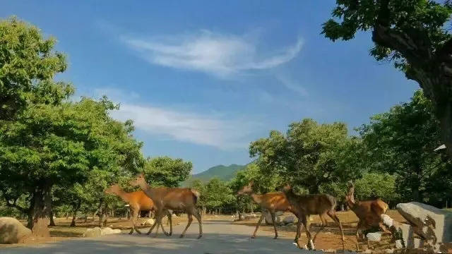 秋染中國·賞西安 | 勿忘師恩,教師節來秦嶺野生動物園我們買單你遊園