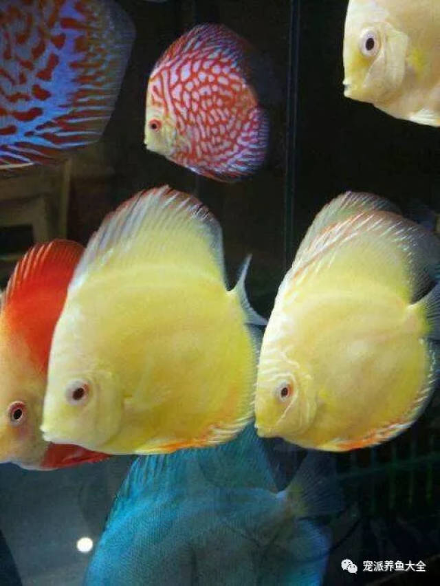 【每日一鱼】黄金七彩神仙,体色金黄,眼睛红色!