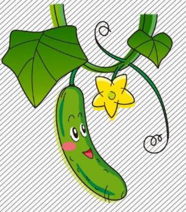 黄瓜用避孕药纯粹是"诽谤",让人哭笑不得!