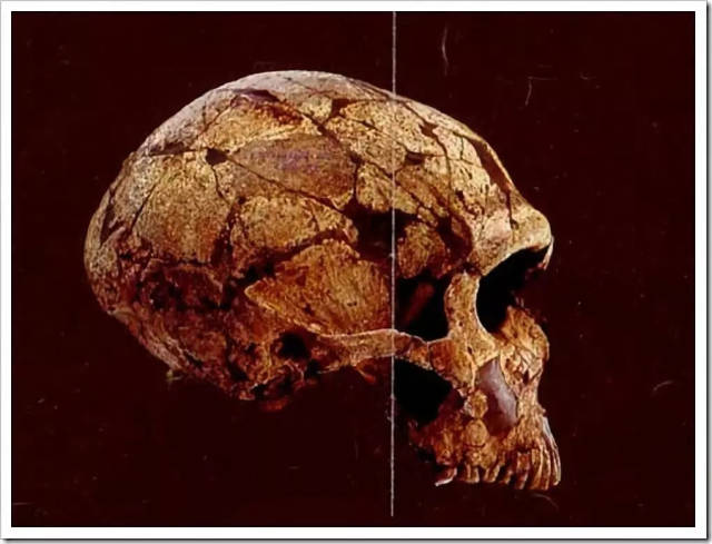 尼安德特人头骨