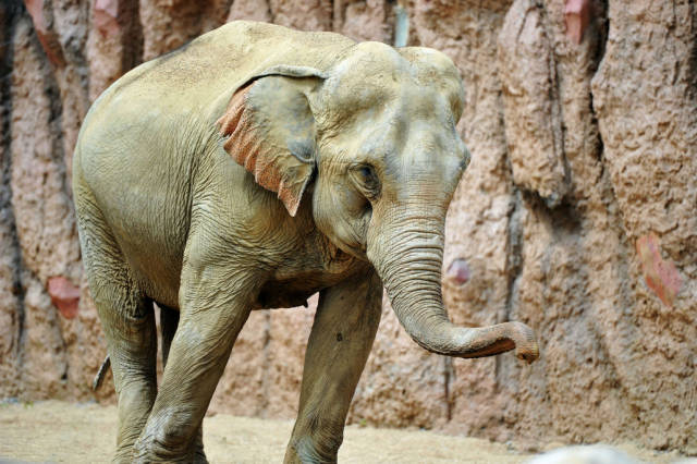 贵州来青岛定居大象满月 象园生活悠闲自在 憨萌可爱乐游人