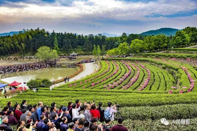 舒城:红日照耀舒茶 青山助力腾飞