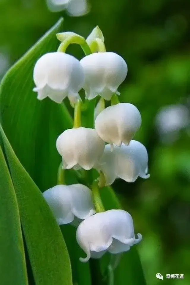 今天小编就给大家介绍这个集万千宠爱于一身的珍贵花材铃兰铃兰拉丁学