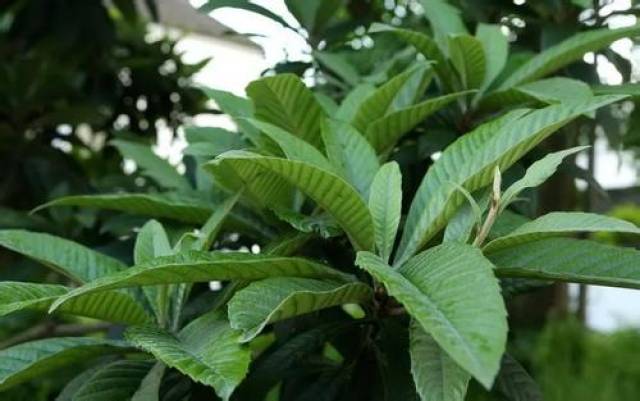 十大常见草本植物,轻松排毒