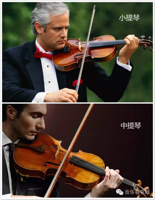 中提琴对比图片
