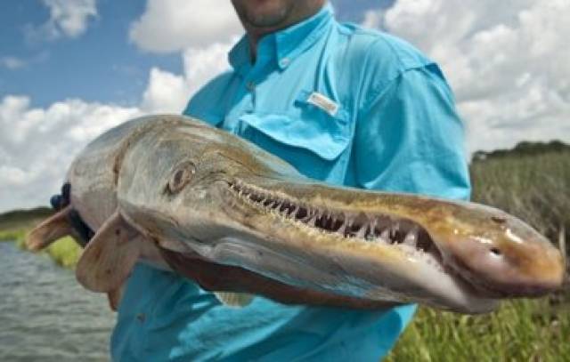 鳄雀鳝(学名:atractosteus spatula):是北美7种雀鳝鱼中最大的一种,能